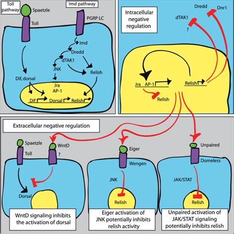 Intracellular And Extracellular Negative Regulatory Circuits Immune Download Scientific Diagram