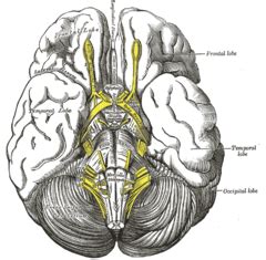 Optic tract - Wikipedia