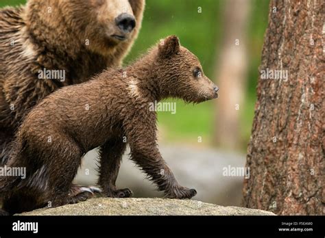 Brown Bear Cub Ursus Arctos Finland Scandinavia Europe Stock Photo