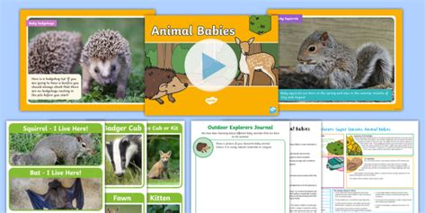 Outdoor Explorers Eyfs Summer Lesson 4 Animal Babies Lesson Pack