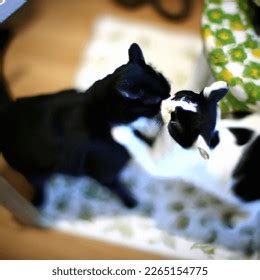 Photo Two Cats Kissing One Black AI-generated image 2265154775 ...