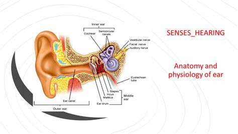 Inner Ear Physiology