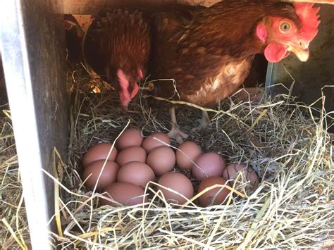 Elevage Naturel Notre Basse Cour Elevage De Poules Pondeuses