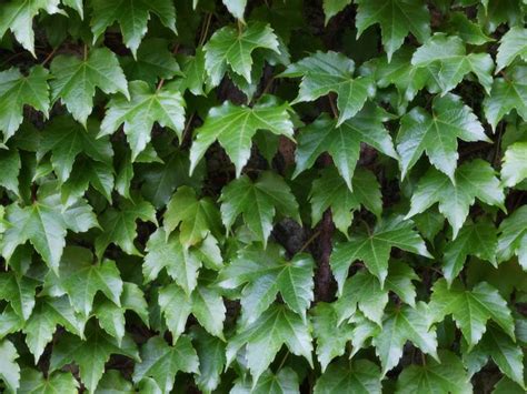 Plantas venenosas para gatos que no debes plantar en tu jardín