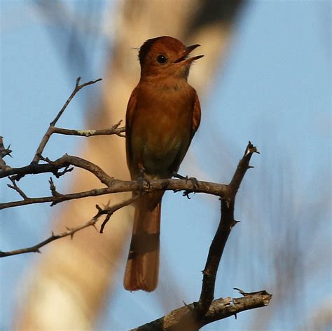 Pantanal Birds 2 Birding Pantanal 2018