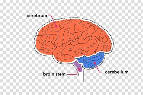 Brainstem Cerebellum Cerebral Cortex White Matter Png Clipart Anatomy ...