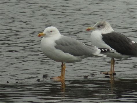 Herts Bird Club Yellow Legged Gull With Lesser Black Backed Gull