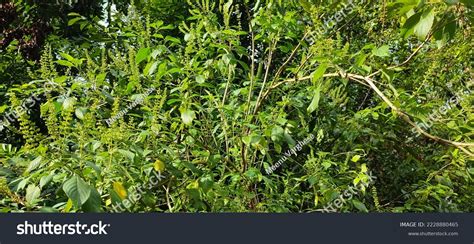 10 Omum Plant Images Stock Photos And Vectors Shutterstock