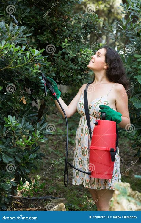 Woman Spraying Tree In Orchard Stock Image Image Of Growth Bushes