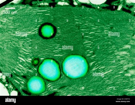 Transmission Electron Micrograph Of A Chloroplast Stock Photo Alamy