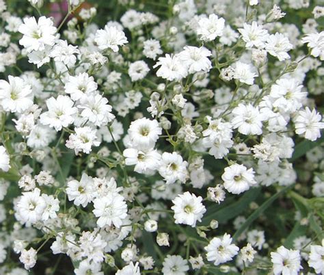 Baby's Breath White Seeds - Gypsophila Elegans