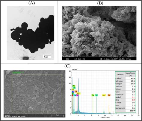 Electron Microscopic Images A Tem B Sem And C Sem Edx Of Sludge