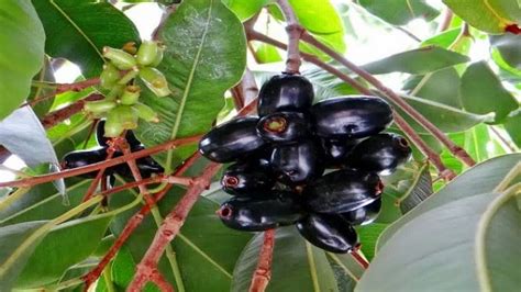 buah jamblang  duwet buah langka kaya manfaat tribunjatengcom