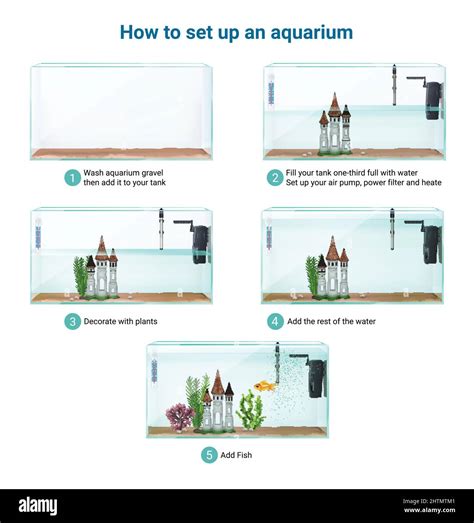 Fish tank aquarium setup realistic infographic guide steps cleaning ...