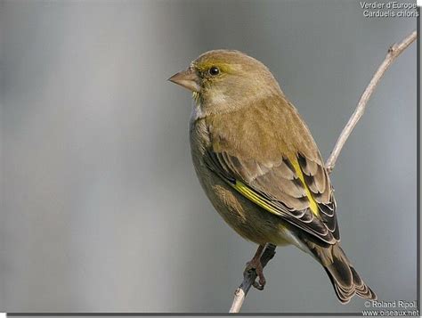 European Greenfinch - Chloris chloris female - rori77261