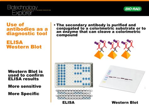 Ppt Comparative Proteomics Kit Ii Western Blot Analysis Module