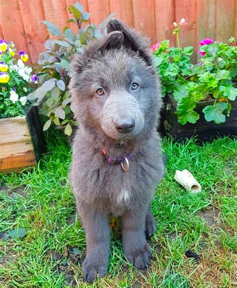 Blue German Shepherd: Beautiful and Loyal Companion With a Unique Coat