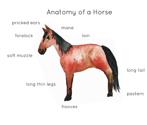 Horse Anatomy Interactive Printable Poster by Teach Simple