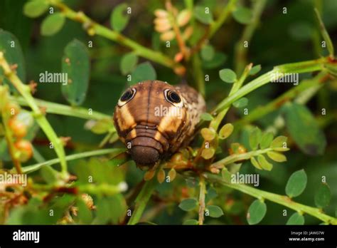 A Tersa Shinx Moth Caterpillar Xylophanes Tersa Crawling On A Plant