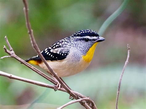 Spotted Pardalote Pardalotus Punctatus Rocky Hall Nsw Flickr