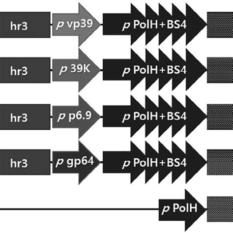 Schematic Representation Of The Constructed Expression Vectors