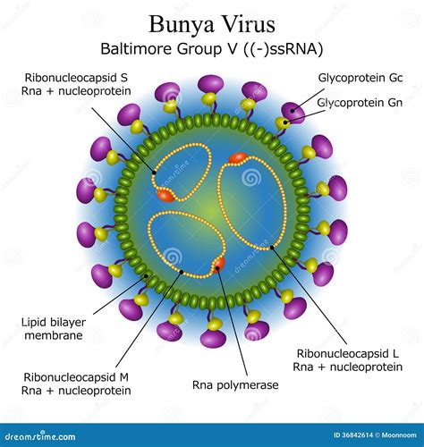 Diagram Av Strukturen För Bunya Viruspartikel Stock Illustrationer