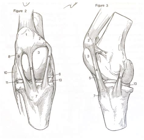 ANEQ346 Lab Exam 1 Plate 31 Hip And Stifle Joints Flashcards Quizlet