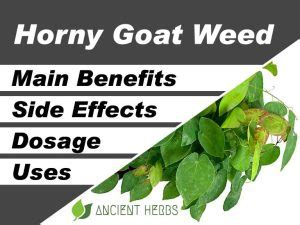 Horny Goat Weed Benefits Uses Dosage Side Effects