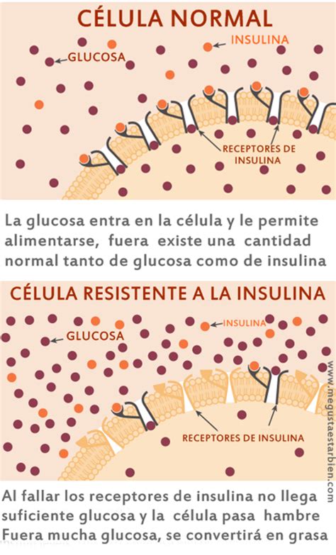 Resistencia A La Insulina ¿qué Es Exactamente Me Gusta Estar Bien