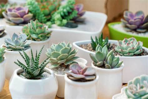 Mini Indoor Cactus and Succulent Gardens – Fafard