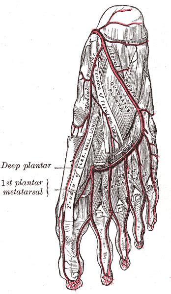 Figure Arteries For The Bottom Of Statpearls Ncbi Bookshelf