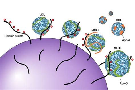 Lipoprotein Apheresis: Utility, Outcomes, and Implementation in ...