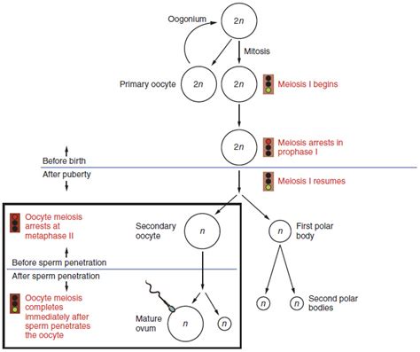 Anatomy And Physiology Of The Female Reproductive System Bio103 Human Biology