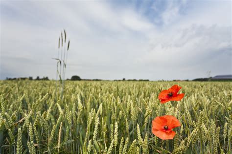 Ten places to visit in Flanders Fields - This must be Belgium