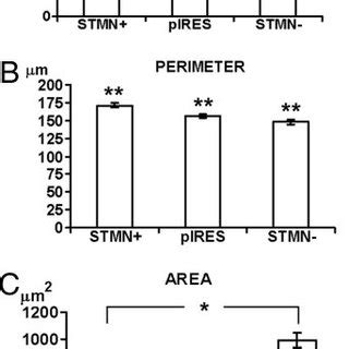 Morphological Characteristics Of Stmn Stable Transfectants Stmn Cells