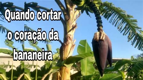 Quando Cortar O Cora O Da Bananeira Cora O Umbigo Mangar Youtube