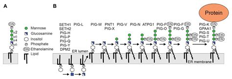 Frontiers Glycosylphosphatidylinositol Anchor Synthesis In Plants A