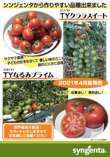 良食味で作業性が高いトマト黄化葉巻病耐病性の2品種 2021年4月20日より同時販売開始 Japan