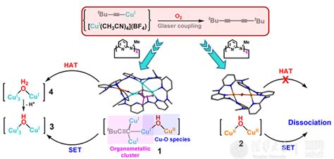 化学系赵亮团队发文揭示铜氧气催化体系中的关键中间体 清华大学