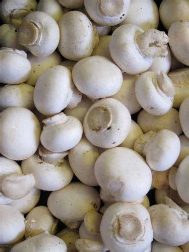 Button Mushroom 1Kg At 80 Per Kg In Ayodhya ID 20335129588