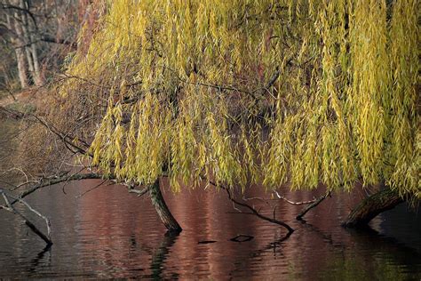 Weeping Willow Pasture Hanging Free Photo On Pixabay Pixabay