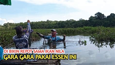 Asli Ampuh Essen Jitu Untuk Mancing Ikan Nila Campuran Lumut Untuk