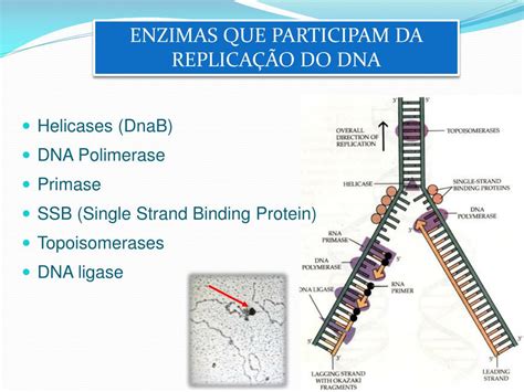 PPT REPLICAÇÃO DE DNA PowerPoint Presentation free download ID 4104314