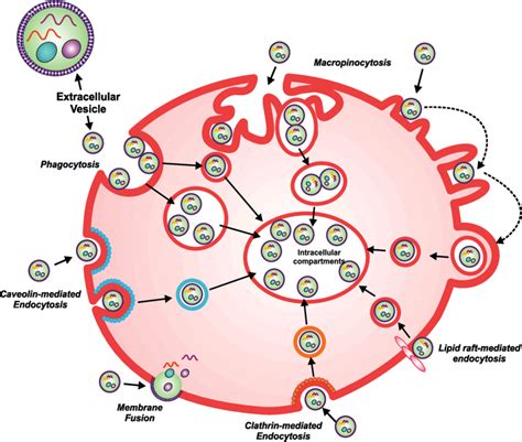 Mechanisms Of Exosome Uptake By Recipient Cells Schematic