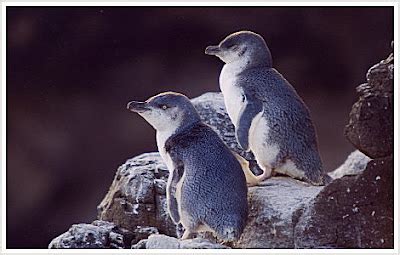 Little Blue Penguin | Amazing Facts & Latest Pictures | All Wildlife ...