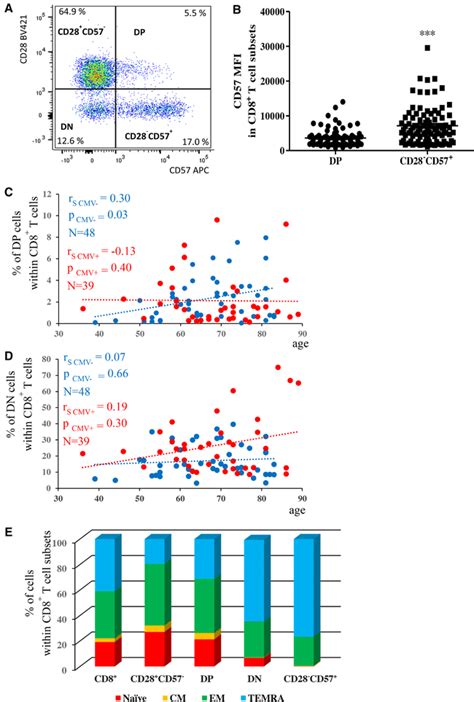 Phenotype Of Cd28⁺cd57⁻ Dp Dn And Cd28⁻cd57⁻cd8⁺ T Cells A