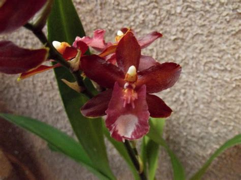 Odontoglossum hybrid (Z) | Spicesotic plants