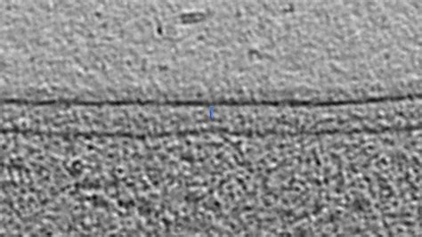 outer membrane atlas  bacterial  archaeal cell structure