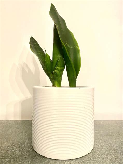 Snake plant air purifier easy care approx 10 inch height | Etsy