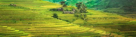 Hd Wallpaper Hills Field Asia Vietnam Rice Mu Cang Chai District